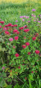 bee balm and more