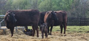 Wagyu