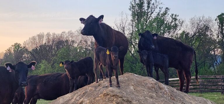 Wagyu cows