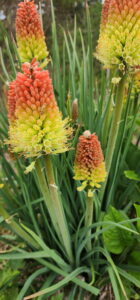 red hot poker