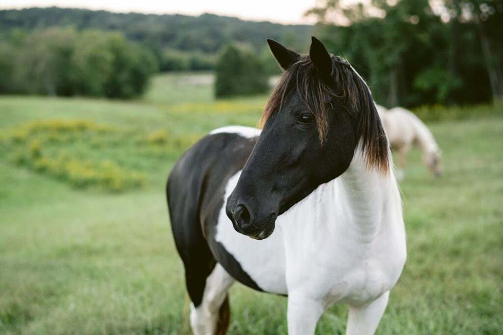 gorgeous pony