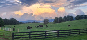cattle