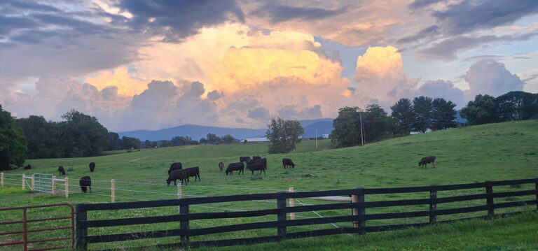 cattle