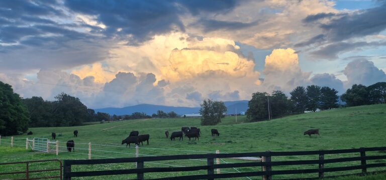 cattle and clouds