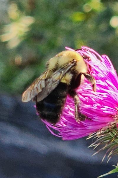 Bee in action
