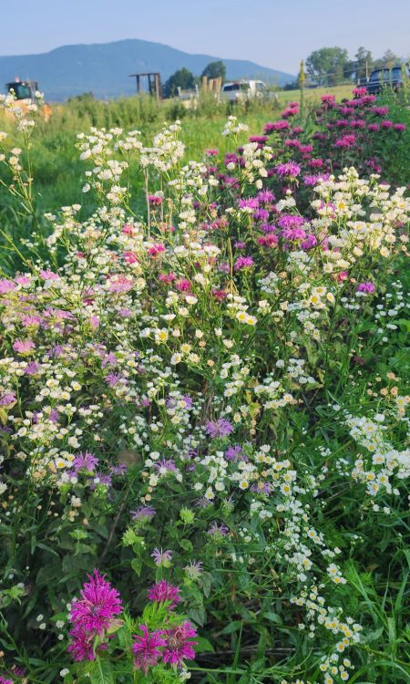 Flowers on the ranch