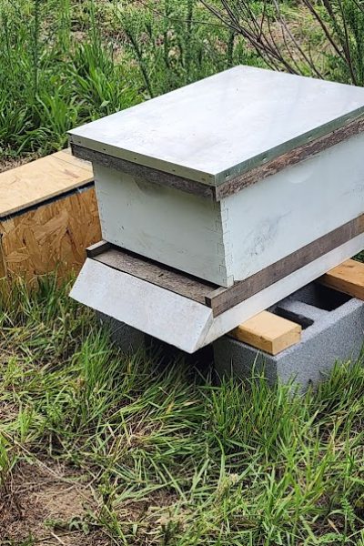 Bee hive