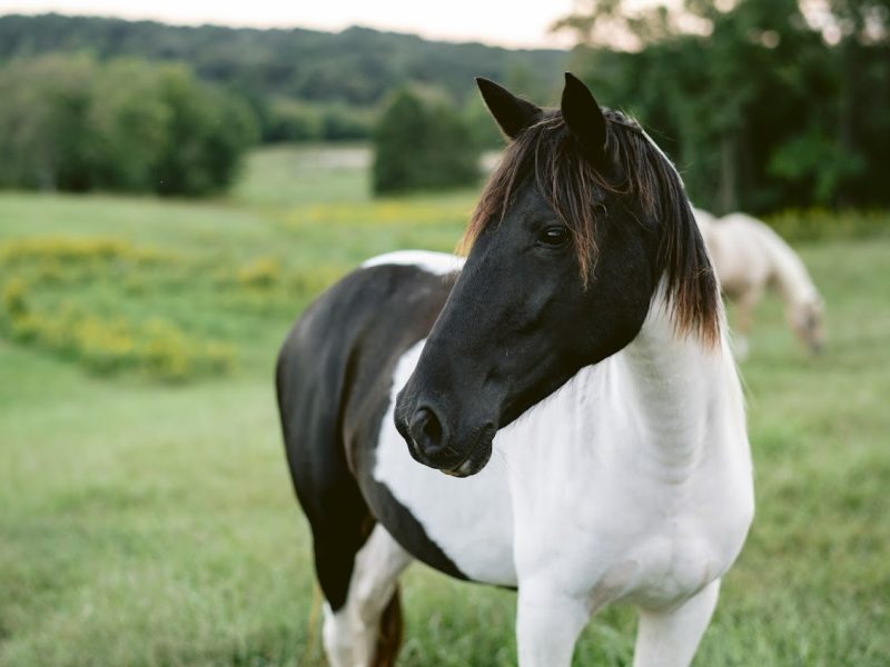 gorgeous pony