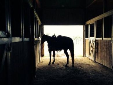 horse silhouette in the horse barn