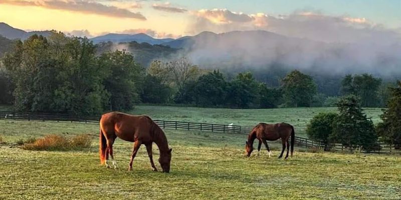 horses mountains mist