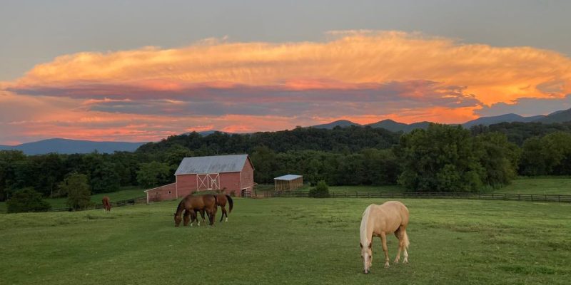 sunset horse pastures
